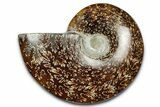 Polished Ammonite (Cleoniceras) Fossil - Madagascar #344308-1